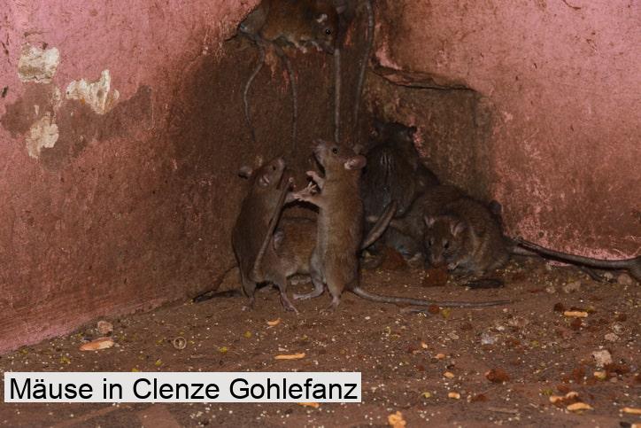 Mäuse in Clenze Gohlefanz